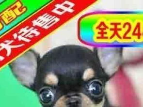 图 售前热情招待售后耐心服务狗场繁殖纯种吉娃娃 北京宠物狗